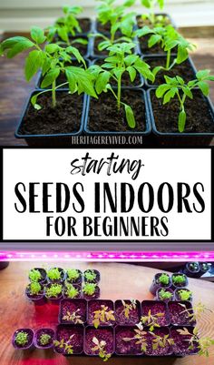 Image of seedlings in potting trays with text "Starting seeds indoors- for beginners" Starting A Garden Indoors, Plant Starts Indoors, How To Start Vegetable Seeds Indoors, Start Indoor Garden, Seeding Indoors Starting, Starting Plants Indoors, How To Start Plants From Seeds Indoors, Planting Flower Seeds Indoors, Starting Tomato Seeds Indoors