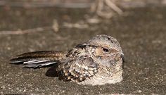 a small bird sitting on the ground in front of it's head and wings