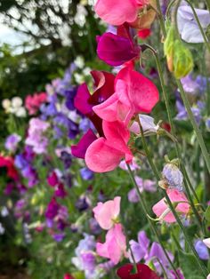 pink and purple flowers are growing in the garden