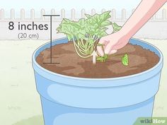 a plant in a blue pot being held by someone's hand and measuring the height