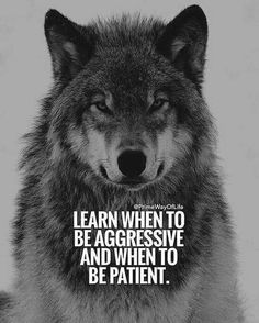 Lup Singuratic, Lone Wolf Quotes, Twilight Wolf, Lion Quotes, Wolf Images, Wolf Quotes, Wolf Spirit Animal, Wild Moon, Wolf Love