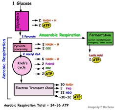 an anaerotic regulation diagram