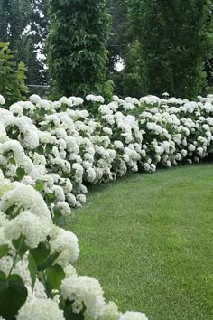 white flowers line the edge of a garden