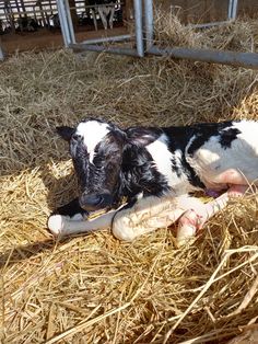 a black and white baby cow laying in hay