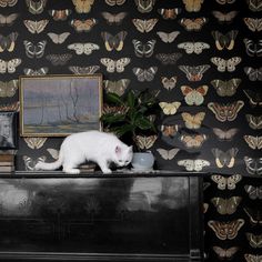 a white cat sitting on top of a dresser in front of wallpaper with moths