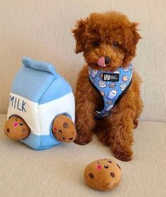 a brown dog sitting next to a blue and white toy truck with it's tongue out