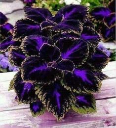 purple and green flowers are sitting on a bench