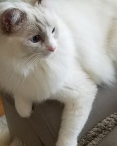 a white cat is sitting on top of a gray chair and looking at the camera