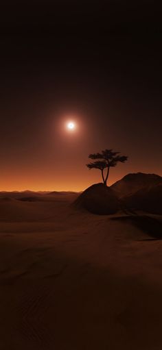 a lone tree in the desert at night