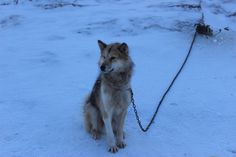 a dog tied to a chain in the snow