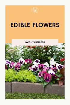 purple and white flowers in a garden with the words edible flowers