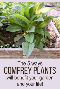 the 5 ways to composty plants will benefit your garden and your life