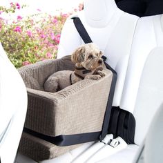 a small dog sitting in a car seat