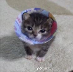 a small kitten with a cone around its neck