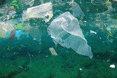 plastic bags floating in the water