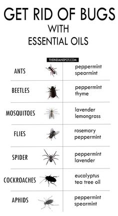 Natural DIY Pest Control #DIY # #insect #essentialoils Bug Spray Recipe, Essential Oils Guide, Homemade Cleaning Solutions, Living Essentials Oils, Oil Diffuser Blends, Household Cleaning Tips, Oil Uses, Aromatherapy Oils, Essential Oil Uses