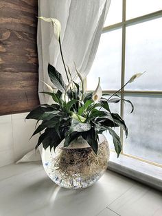 a white flower in a glass vase on a window sill