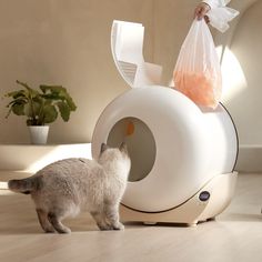 a white cat is looking at a plastic bag