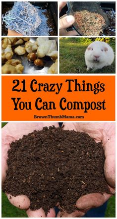 the words, 21 crazy things you can compost with pictures of animals and plants