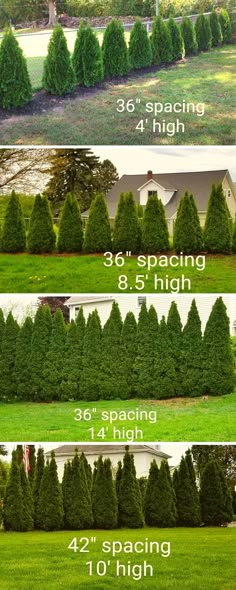 the different types of trees are shown in this image