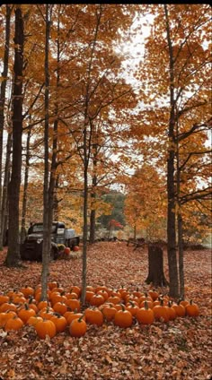 many pumpkins are arranged on the ground in front of trees