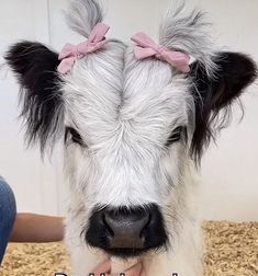 a close up of a cow with a pink bow on its head and text that reads, don't let the cows out