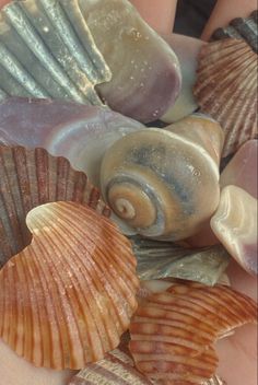 several seashells are shown in the palm of someone's hand