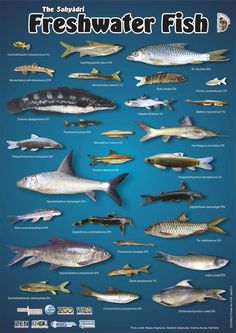 a poster with different types of fish on it's sides and the names of them