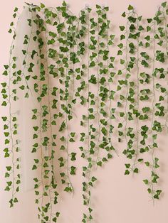 green ivy growing on the side of a white wall next to a window with sheer curtains