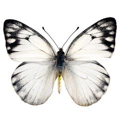 a white and black butterfly on a white background