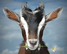 a goat is eating grass with its eyes wide open and it's head turned to the side