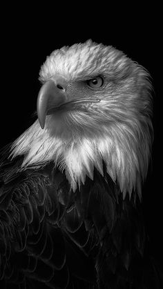 black and white photograph of an eagle's head