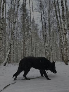 a black dog walking through the snow in front of some tall trees and birch trees