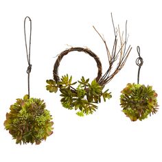 three plants and two wreaths hanging from hooks