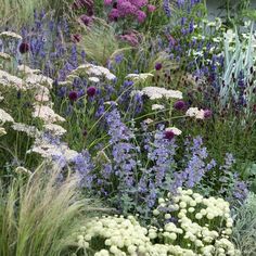 an assortment of flowers and plants in a garden area with purple, white, and green foliage