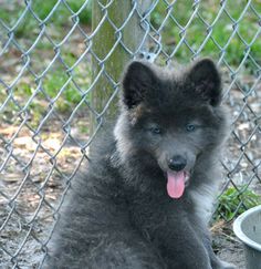 a dog sitting in front of a chain link fence with its tongue hanging out next to a bowl