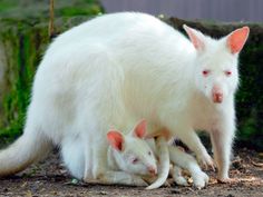 two white kangaroos are standing next to each other