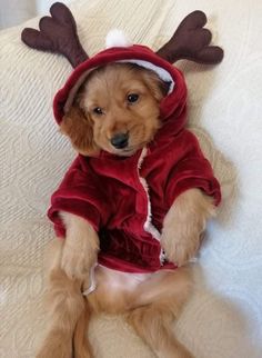 a small dog wearing a reindeer costume on top of a bed