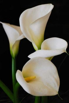 three white flowers with green stems on a black background