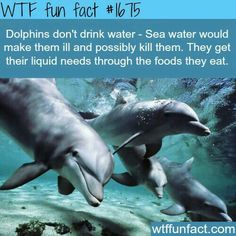 Marine Veterinarian, Sea Facts, Facts About Dolphins, Dolphin Facts, Ocean Science, Wow Facts, Unbelievable Facts