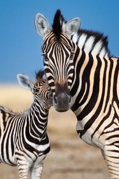 two zebras standing next to each other on a field with blue sky in the background