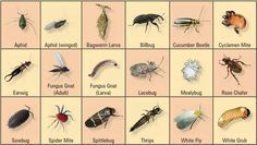 an image of different types of bugs