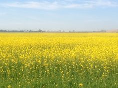 a field full of yellow flowers under a blue sky