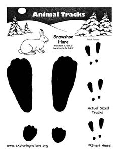 an animal tracks and footprints for snowshoe hares, which are also in the ground