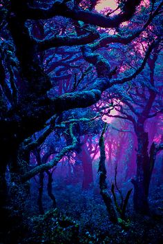 a forest filled with lots of trees covered in purple light