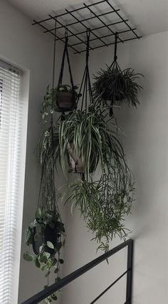 some plants are hanging up on the wall