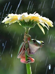 a frog sitting on top of a flower in the rain with it's head sticking out