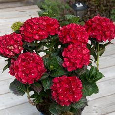 a potted plant with red flowers on a wooden table