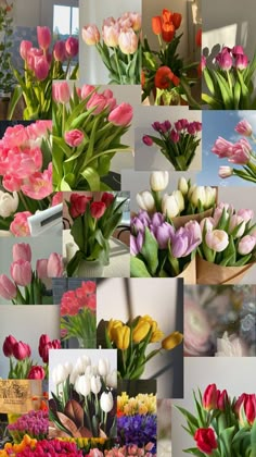 many different pictures of tulips and other flowers