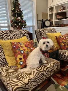 a small white dog sitting on top of a couch